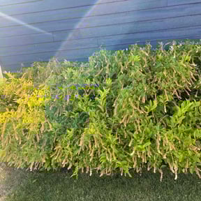 Bush Trimming by Pack Lawncare reviewed on August 21, 2025