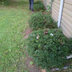 Bush Trimming by Magnolia Landscaping LLC reviewed on April 1, 2024