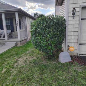 Bush Trimming by David's lawn care reviewed on August 21, 2025