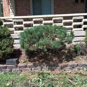 Bush Trimming by Val reviewed on August 16, 2025
