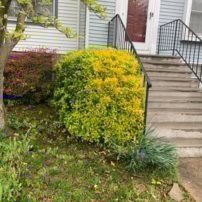 Bush Trimming by Tru Lawn Cuts LLC reviewed on August 16, 2025