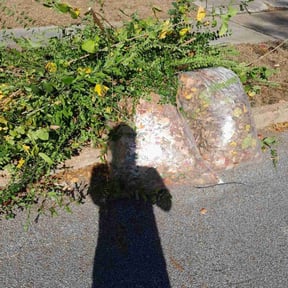Bush Trimming by Dortch Demo and cleanup reviewed on August 15, 2025