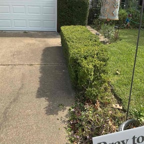 Bush Trimming by Adams Paiz reviewed on November 9, 2025