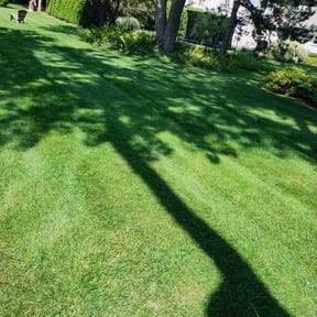turf care by Supreme Home Services reviewed on August 10, 2023