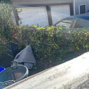 Bush Trimming by Alexis perez reviewed on October 22, 2025