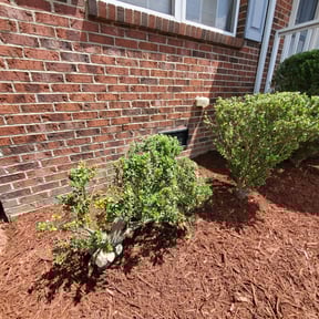 Bush Trimming by Cutting up Lawn and Tree Care reviewed on August 21, 2025