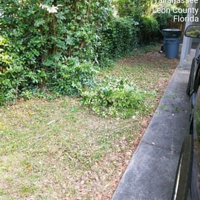 Bush Trimming by Ledezma reviewed on July 18, 2024