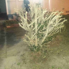 Bush Trimming by A &amp; B Premier Lawncare reviewed on October 21, 2025