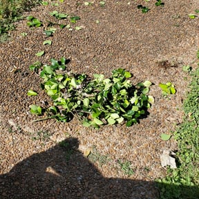Bush Trimming by Luxury & Quality Lawn Care reviewed on August 21, 2025