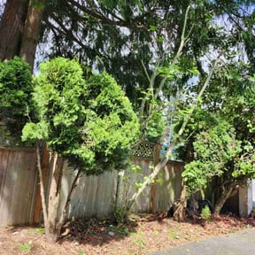 Bush Trimming by Millers lawn care reviewed on August 17, 2025
