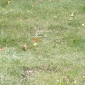 Leaf Removal by L&amp;C LANDSCAPING SERVICES reviewed on September 29, 2025