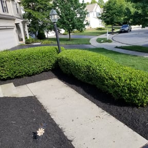 Bush Trimming by Johnsons Family Roof Repair LLC reviewed on August 17, 2025