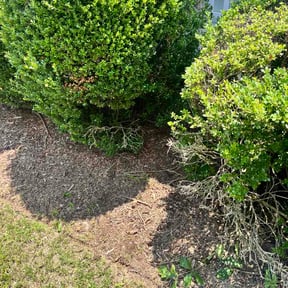 Flower Bed Weeding by Renton Green Spaces reviewed on July 10, 2026