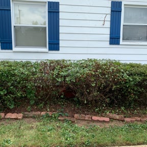 Bush Trimming by Enclave Landscape Management reviewed on August 19, 2025