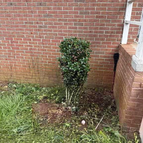 Bush Trimming by John&#039;s Lawn care reviewed on November 18, 2025