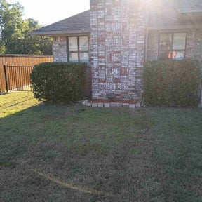 Bush Trimming by Professional lawn care reviewed on August 16, 2025