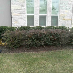 Bush Trimming by S. Hayes lawn Maintenance reviewed on August 16, 2025