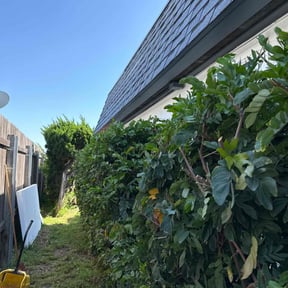 Bush Trimming by Stars & Stripes Lawn Care reviewed on August 21, 2025