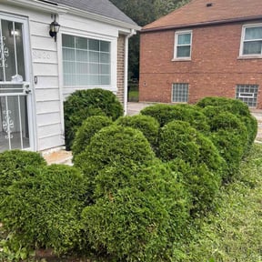 Bush Trimming by Lee’s Green Landscaping Inc reviewed on August 16, 2025