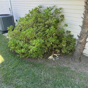 Bush Trimming by Molinas Landscaping reviewed on May 21, 2026