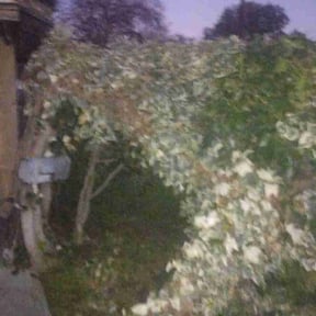 Bush Trimming by Mikes Landscaping reviewed on January 28, 2026