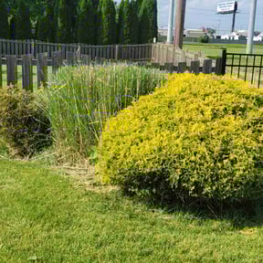 Bush Trimming by By the Roadside Premium Firewood reviewed on August 16, 2025