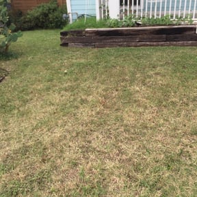 Bush Trimming by 66landscaping LLC reviewed on August 21, 2025