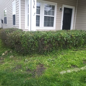 Bush Trimming by DaliaRosa reviewed on August 16, 2025
