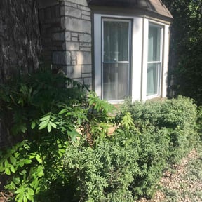 Bush Trimming by LAWNCARE reviewed on August 19, 2025