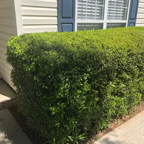 Bush Trimming by Clutch lawn service inc reviewed on August 18, 2025