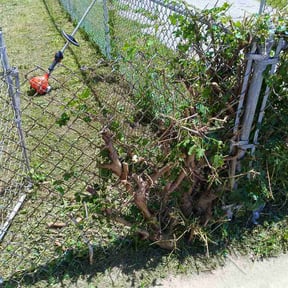 Bush Trimming by Pete's Lawncare reviewed on May 29, 2026