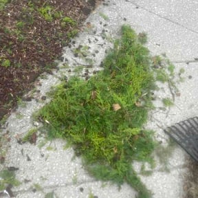 Bush Trimming by J&amp;L lawn&amp; landscape reviewed on April 27, 2026