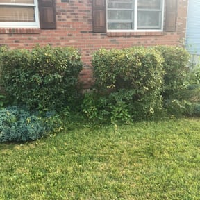 Bush Trimming by Poetry In Motion, LLC reviewed on October 18, 2025