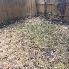 Leaf Removal by New England Renaissance reviewed on August 29, 2026