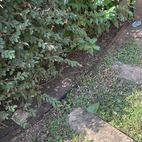 Flower Bed Weeding by AEW Lawn Care reviewed on October 22, 2025