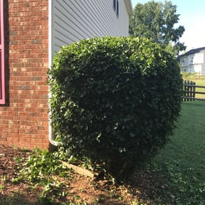 Bush Trimming by Underwood Outdoors reviewed on August 21, 2025