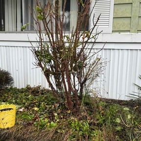 Bush Trimming by Trinity Mobile Service LLC reviewed on October 21, 2025