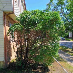 Bush Trimming by S&amp;J Lawn Care reviewed on May 21, 2026