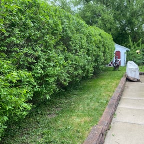 Bush Trimming by Maryhaven farm reviewed on August 19, 2025