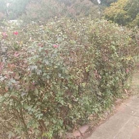 Bush Trimming by TMD ELITE PROPERTY PRESERVATION LLC reviewed on August 17, 2025