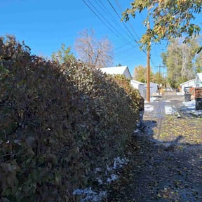 Bush Trimming by DJI LANDSCAPING AND LAWNMOWING SERVICE reviewed on August 20, 2025