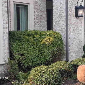 Bush Trimming by Trimmed and True reviewed on November 23, 2025