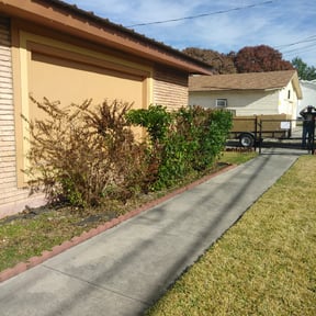 Bush Trimming by Ramon Moreno reviewed on August 19, 2025