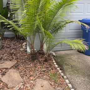 Bush Trimming by Joshua's landscaping reviewed on August 19, 2025