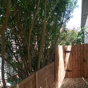 Bush Trimming by Quality Tailored Lawn care reviewed on August 21, 2025