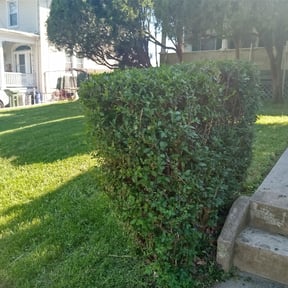 Bush Trimming by MR Landscape reviewed on August 17, 2025