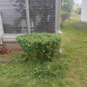 Bush Trimming by Speedys Contractor LLC reviewed on April 16, 2026