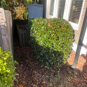 Bush Trimming by 3J’s Lawn Care and Gardening Service reviewed on October 21, 2025