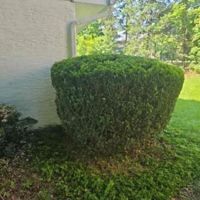Bush Trimming by David reviewed on August 20, 2025