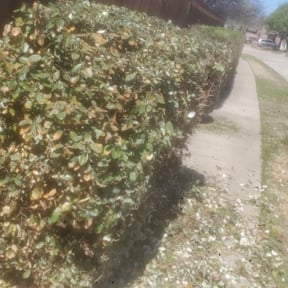 Bush Trimming by Tropilawn Landscaping reviewed on August 18, 2025